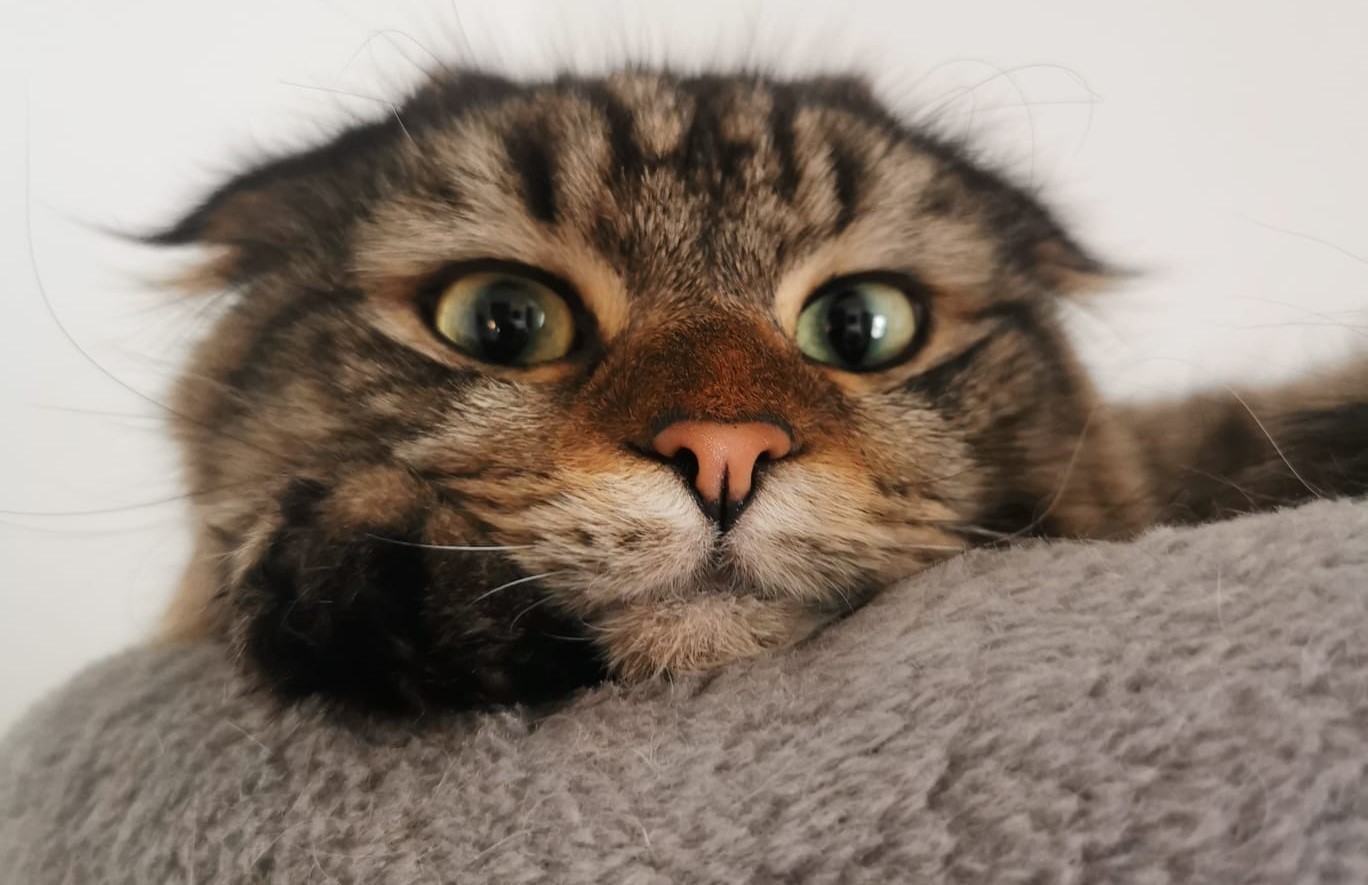 Cave Veterinary Specialists save cat with serious disease | Somerset County Gazette - Vimarsana News