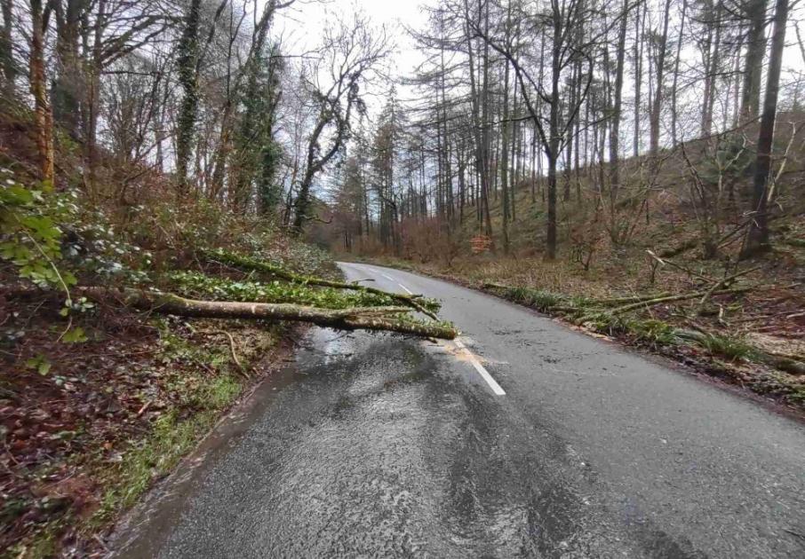 Number of trees were brought down in Somerset by Storm Isha 