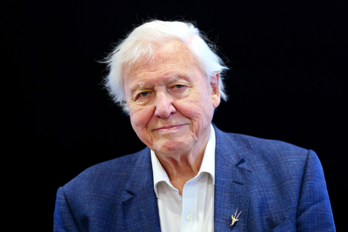 BBC's Mammals: How to watch David Attenborough's new series - Vimarsana News