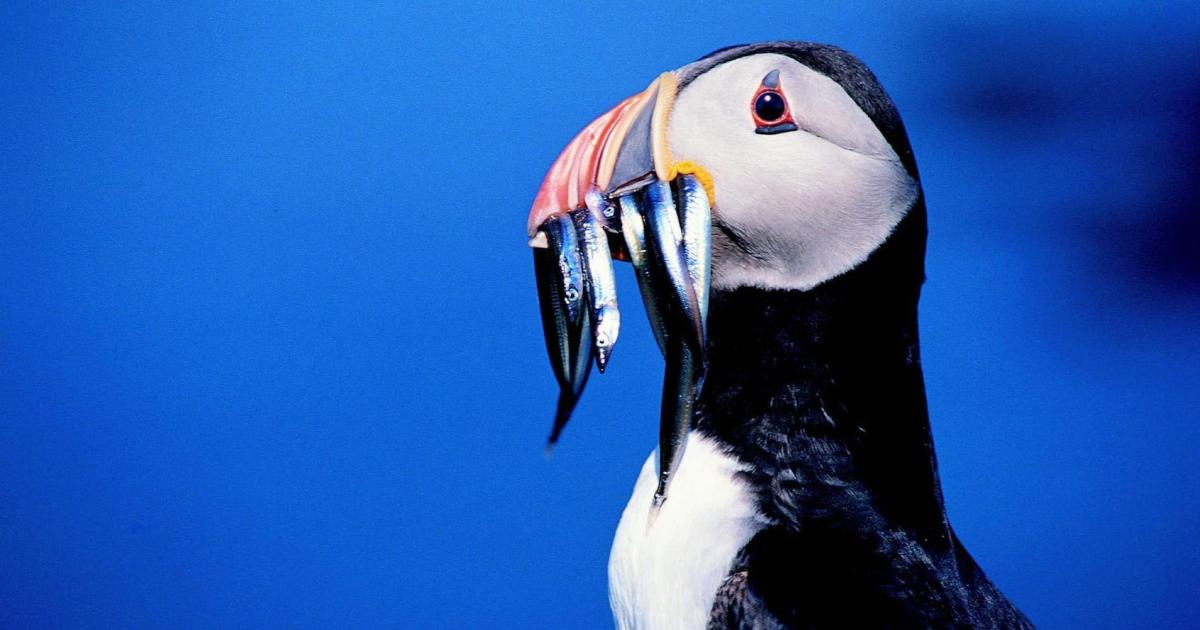 UK urged to 'stand strong' against EU on fishery closures to help seabirds - Vimarsana News