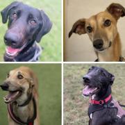 ADOPT ME: These four dogs at St Giles Animal Rescue are looking for their forever homes.