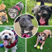 These five Somerset dogs are all looking for loving homes. Picture: RSPCA