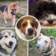 Five dogs looking for their forever homes. Picture: Happy Landings Animal Shelter
