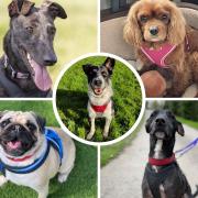 These five dogs are all looking for loving homes. Pictures: St Giles Animal Rescue