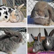 These six rabbits are all looking for a forever home. Pictures: RSPCA/Canva