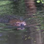 An adult Eurasian beaver swims at the Holnicote Estate in Somerset. Picture: Nick Upton/National Trust Images, PA