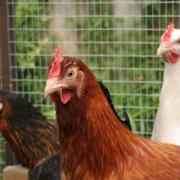 “The entire poultry sector is in this together and such is the enormity of the risk facing commercial flocks that amateur keepers absolutely must observe and apply the rules.”