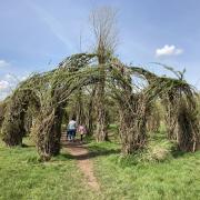 The Willow Cathedral In Longrun Meadow In Taunton.