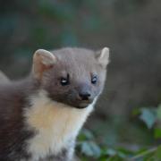 Pine martens could make a comeback on Exmoor. Picture: PA