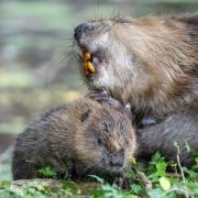 Holnicote beaver Earps with its mum
