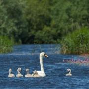 Mute swan and cygnets at Westhay Moor SWT reserve, Somerset Levels, Somerset