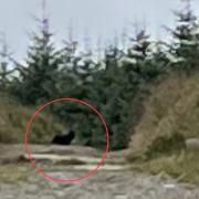 A man is adamant he spotted a big cat in Dartmoor during a walk with his family