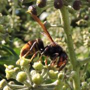 Asian hornet on ivy in Brittany.