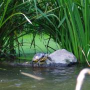 A turtle has been spotted swimming in the River Tone.