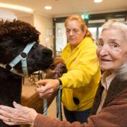 Alpacas visiting dementia patients at a care home in Somerset