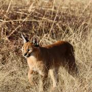 Caracal: A freedom of information request has revealed the dangerous wild animals living in Somerset.