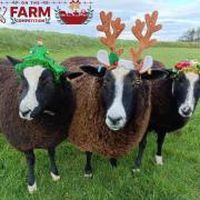 Christmas on the farm photo competition winner, 2022.