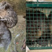 The pair of juvenile beavers were rescued from a storm drain in Frome.