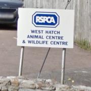 The RSPCA is appealing for information after a dog was sexually abused and left to die in Frome.