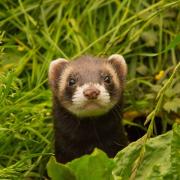 A stock image of a ferret.