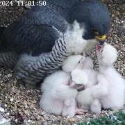 A quadruplet of peregrine falcon chicks has hatched in Taunton.