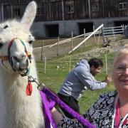 Trish and Google the llama.