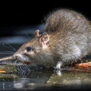 Brits are being warned about the things they might or might not be doing that is welcoming rats into their homes and gardens without knowing