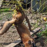 Yeovil RSPCA help a fox which was trapped in a fence