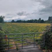 Planned site of 90 homes on Lowerside Lane in Glastonbury
