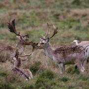 Snared deer sparks police probe