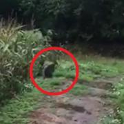 WALLABY IN WELLINGTON? Australian animal spotted near monument
