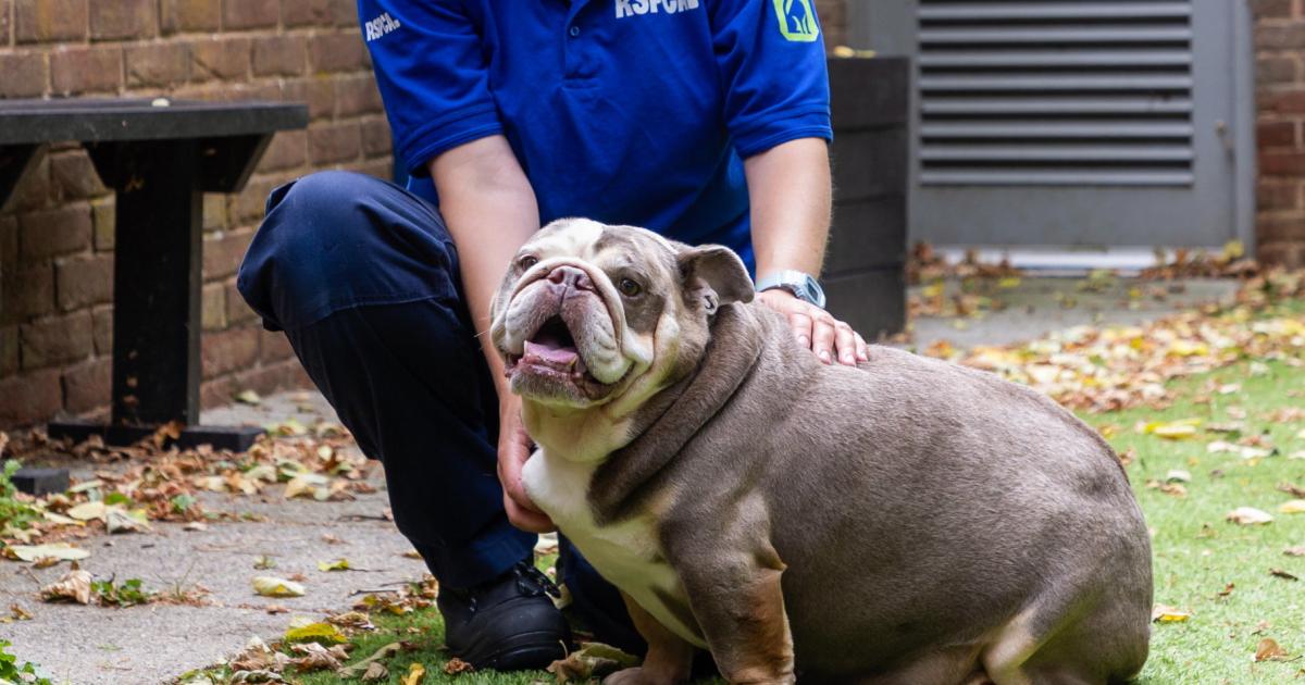 Ein geretteter Hund aus Taunton wog so viel wie ein Nilpferdbaby.