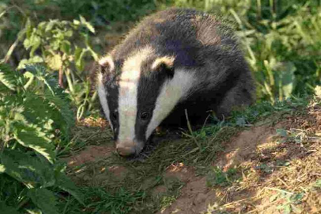 High court injunction to restrict anti-badger cull protests