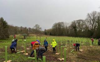 Langford plantation for Woodland Trees in Somerset. Image Credits: Ian Loudon, Langford Parish Council