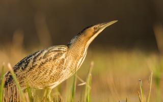 Project Bittern invites Somerset's community to listen for the bitterns' distinct calls