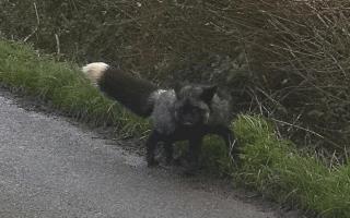 Wilf the black fox was spotted on a road in Brean.