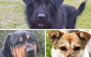 These three have all been rescued from China and are being looked after at Rushton Dog Rescue.