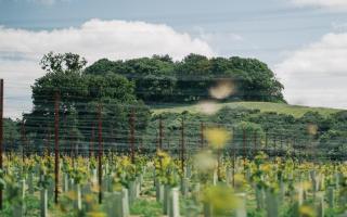 Thornfalcon vineyard.