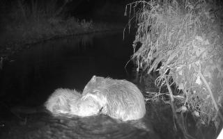 Two beavers released at Holnicote on Exmoor groom each other in footage captured by a trail camera