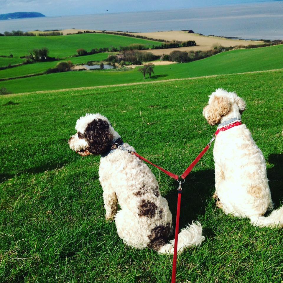 REST UP: Canine friends enjoying the coastal view from the Quantocks. PICTURE: David Gliddon. PUBLISHED: March 16, 2017
