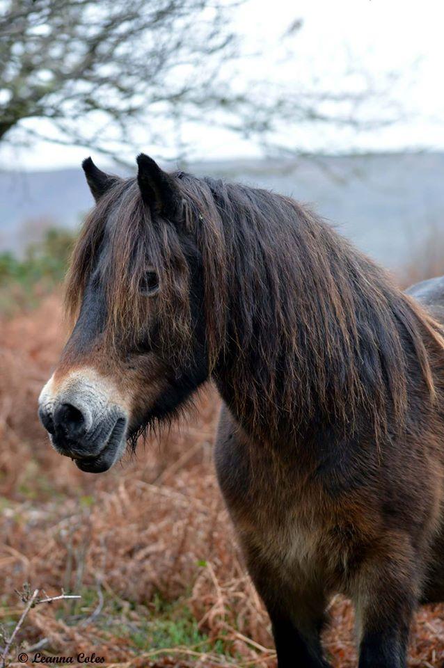 GREETINGS: An Exmoor pony. PICTURE: Leanna Coles. PUBLISHED: March 23, 2017