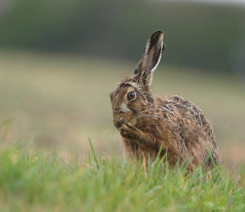 NIBBLE: A hare on the Levels. PICTURE: Jeff Acreman. PUBLISHED: March 23, 2017