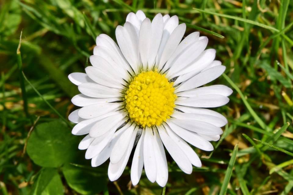 BLOSSOM: A daisy looking for the sun. PICTURE: Lora Daw. PUBLISHED: March 23, 2017