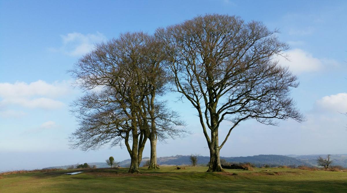 BRANCHING OUT: The view at Cothelstone Hill. PICTURE: Jackie Hellier. PUBLISHED: March 23, 2017