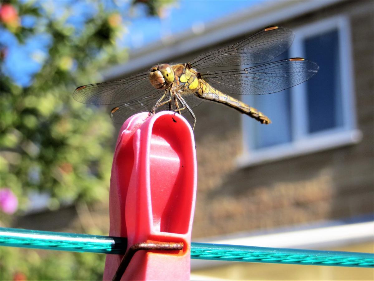 HELPING OUT: A dragonfly in Bishops Hull. PICTURE: Jeanette Street. PUBLISHED: March 30, 2017