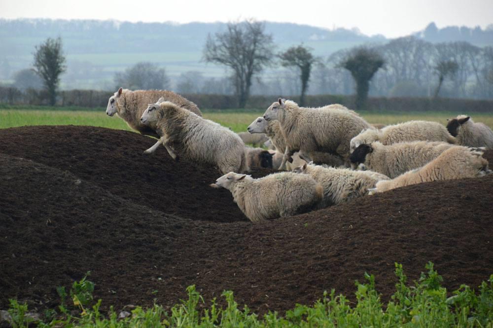 SCRAMBLE: Sheep near Taunton. PICTURE: Rachel Moffett. PUBLISHED: March 30, 2017