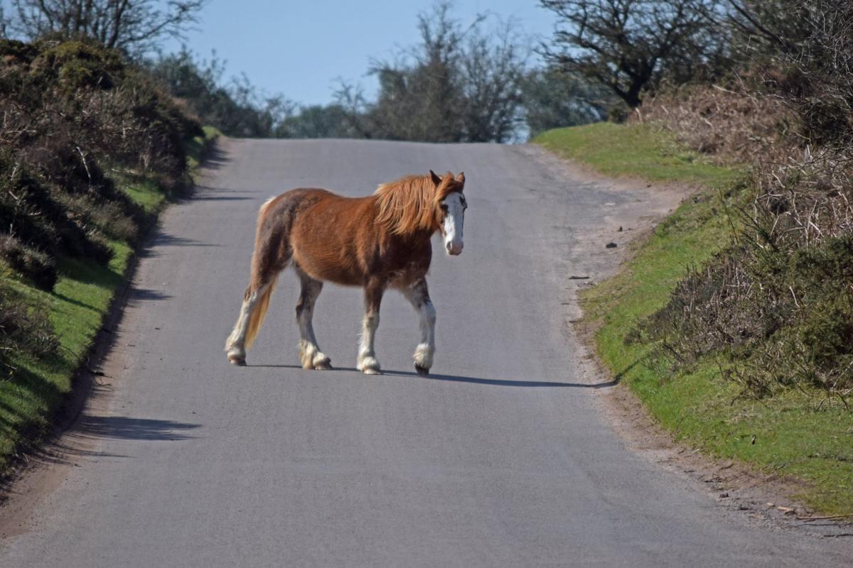 AMBLE: A pony crossing at Crowcombe Common. PICTURE: John H Wooler. PUBLISHED: March 30, 2017