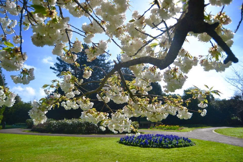 COMING TO LIFE: Spring in bloom at Wellington Park. PICTURE: Janet Powell. PUBLISHED: April 6, 2017