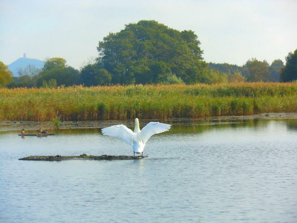 SALUTING THE TOR: A swan takes flight at Shapwick Nature Reserve.
 PICTURE: Toni Chinnock. PUBLISHED: April 13, 2017