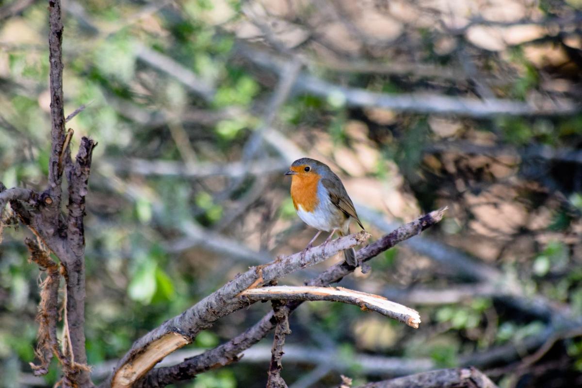 HELLO THERE: A robin at Longrun Meadow.
 PICTURE: Tamlyn Russell. PUBLISHED: April 13, 2017